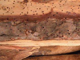 how to treat woodworm infestation