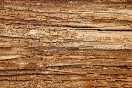 how to treat wood rot